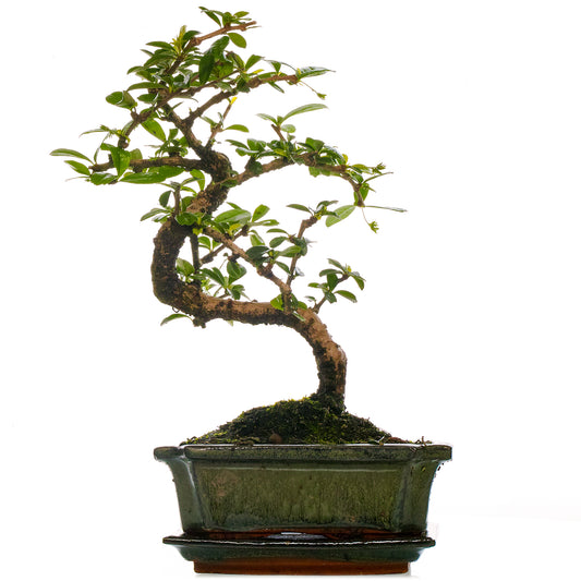 Bonsai 'Carmona'