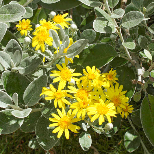 Brachyglottis 'Walbertons Silver Dormouse'