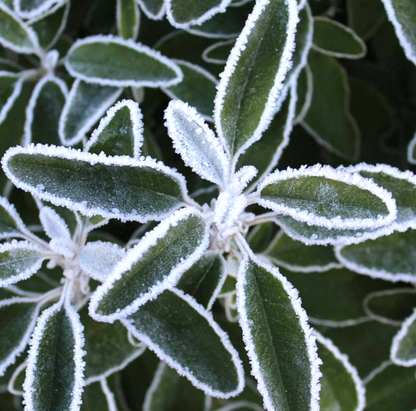 Brachyglottis 'Frosty' | Daisy Bush – Gardeners Dream