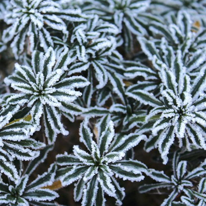 Brachyglottis 'Frosty' | Daisy Bush – Gardeners Dream