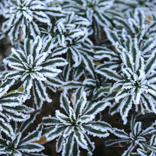 Brachyglottis 'Frosty'