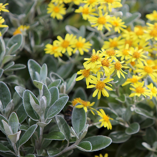 Brachyglottis 'Sunshine'