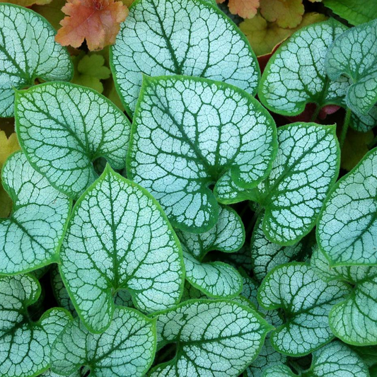 Brunnera 'Jack Frost'