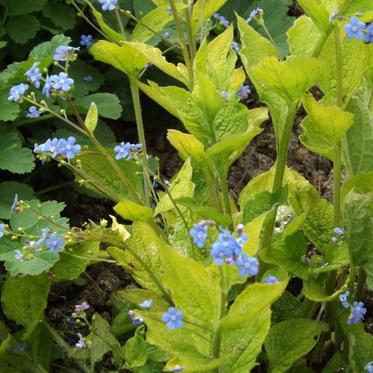 Brunnera 'Dianes Gold'