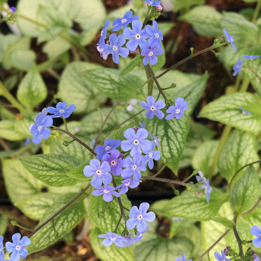 Brunnera 'Sea Heart'