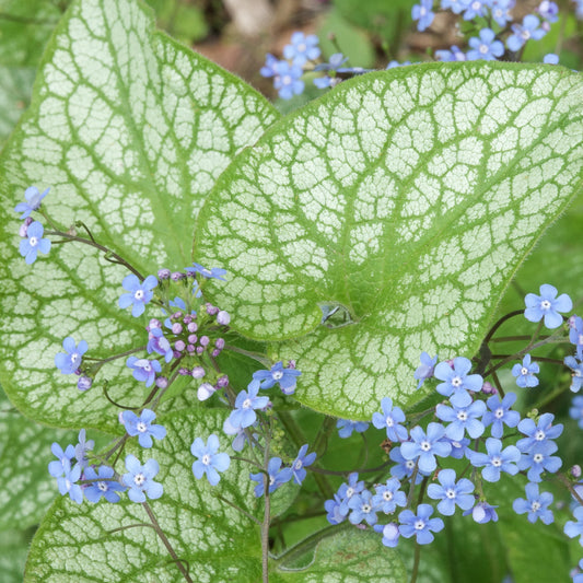 Brunnera 'Alexanders Great'