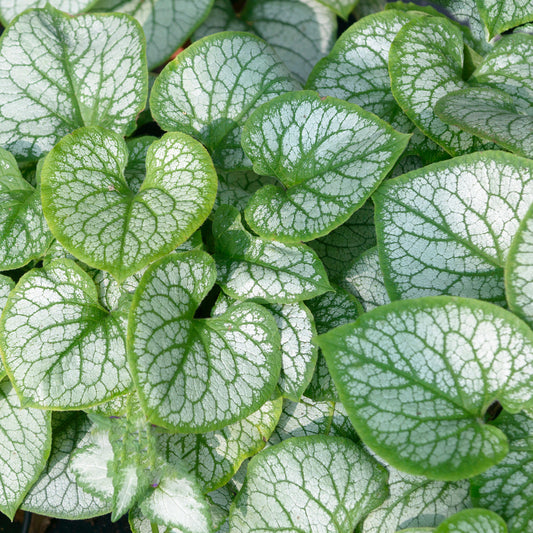 Brunnera 'Jacks Gold'