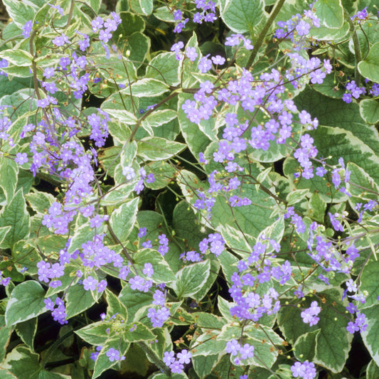 Brunnera 'Hadspen Cream'