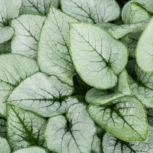 Brunnera 'Looking Glass'