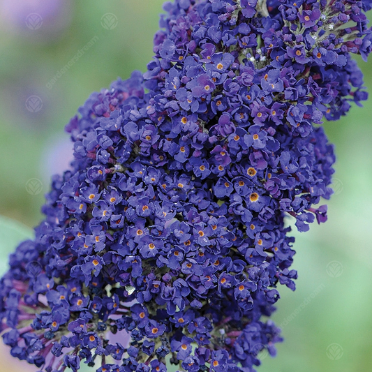 Buddleia 'Buzz Indigo'