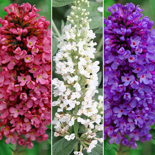 Buddleia 'Petite' Mix