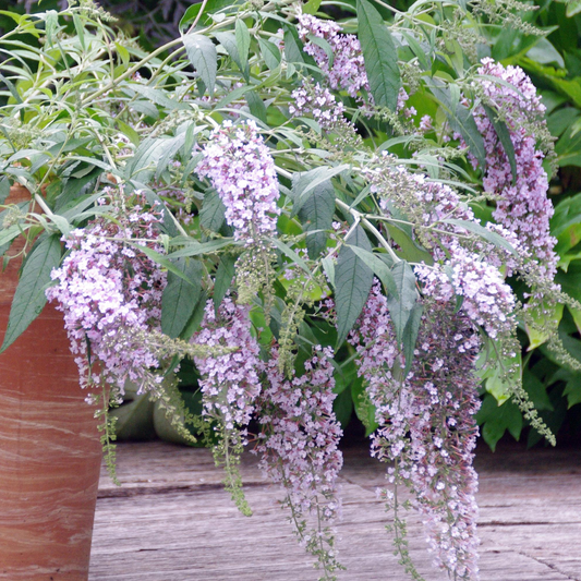 Buddleia 'Wisteria Lane'