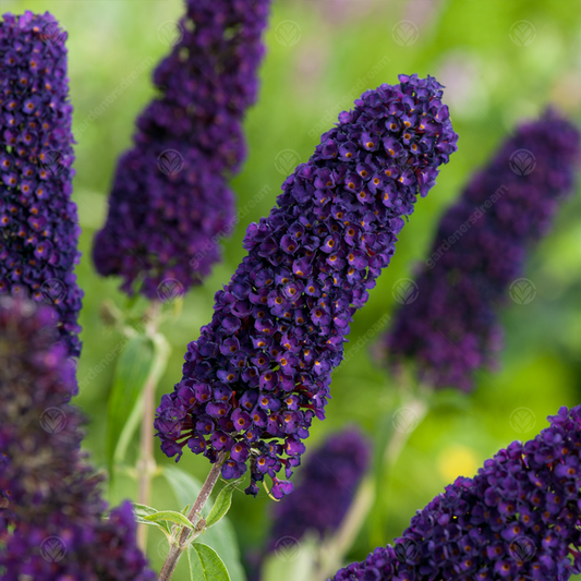 Buddleia 'Black Knight'