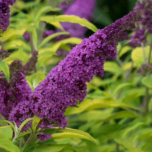 Buddleia 'Moonshine'