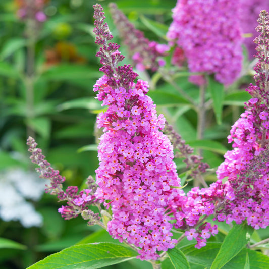 Buddleia 'Buzz Candy Pink'