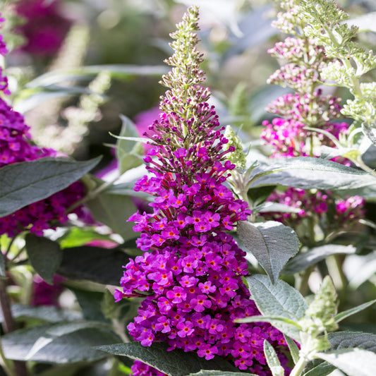 Buddleia 'Buzz Hot Raspberry'