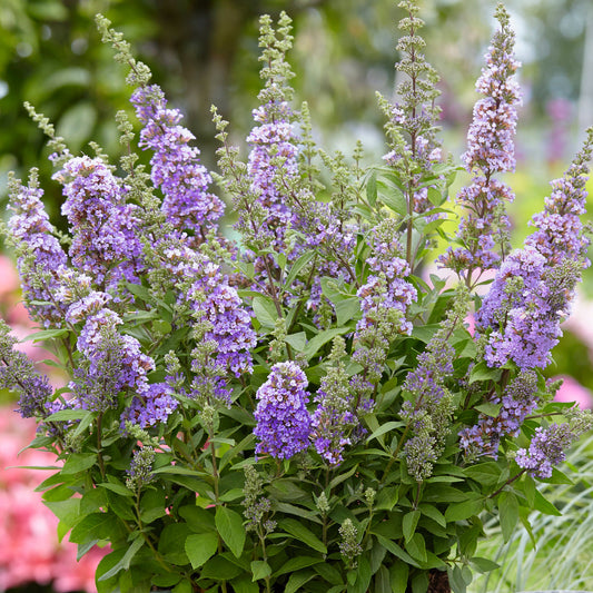 Buddleia 'High Five Purple'