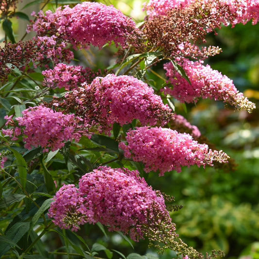 Buddleia 'Pink Cascade'