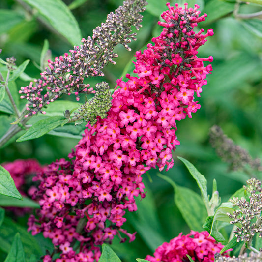 Buddleia 'Prince Charming'