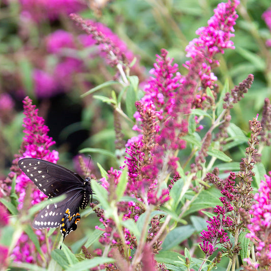 Buddleia 'Butterfly Tower'