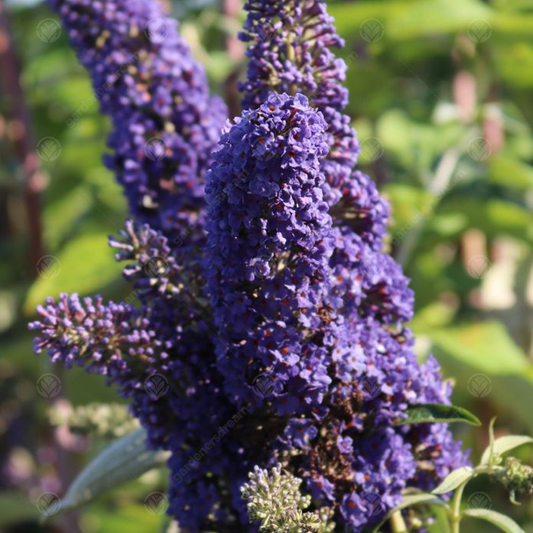 Buddleia 'Adonis Blue'