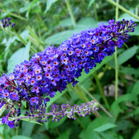 Buddleia 'Empire Blue'