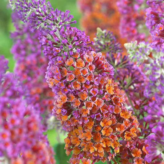 Buddleia 'Bicolour'