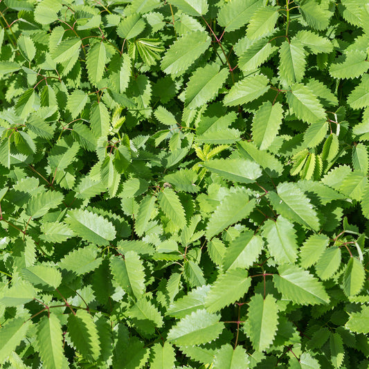 Salad Burnet