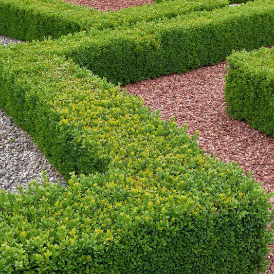 Buxus Sempervirens Hedge