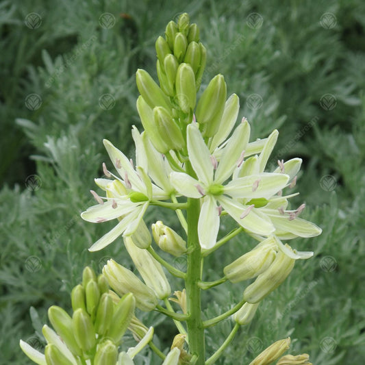 Camassia leichtlinii 'Alba'