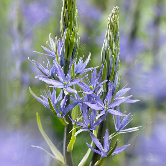 Camassia leichtlinii subsp. suksdorfii