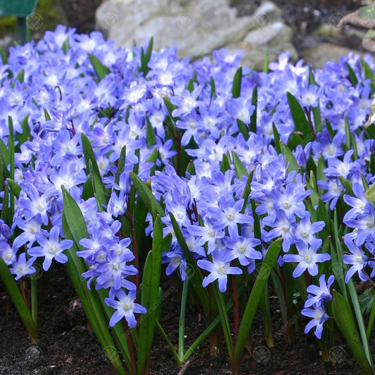 Chionodoxa forbesii