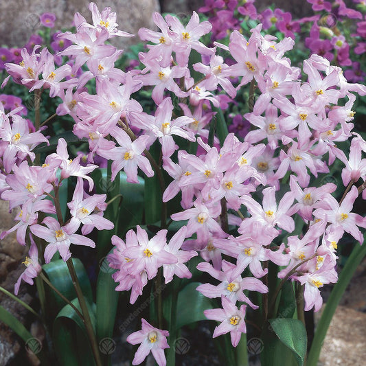 Scilla 'Pink Giant'