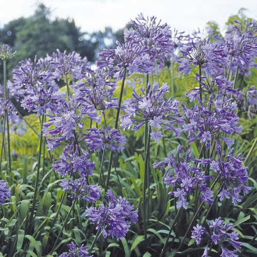 Agapanthus 'Headbourne Hybrids'