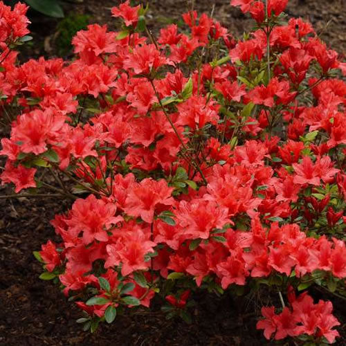 Azalea 'Orange Beauty'