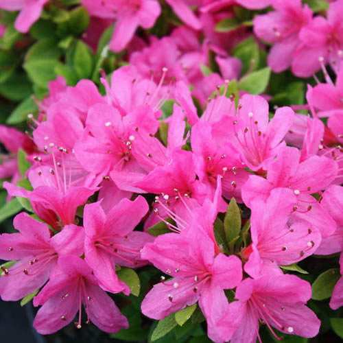 Azalea 'Geisha Pink'