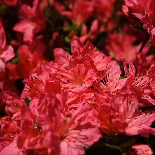 Azalea 'Geisha Red'