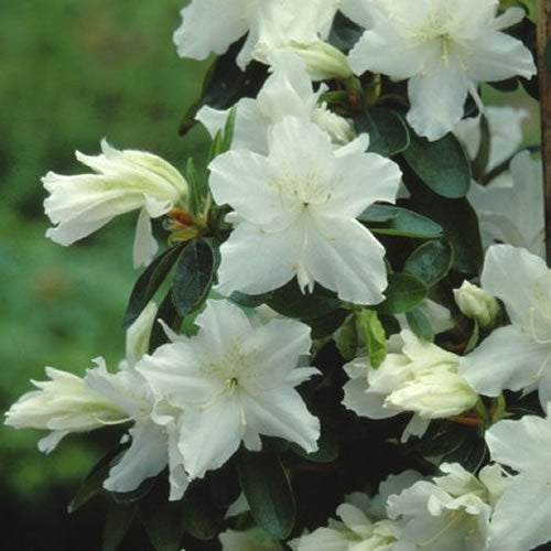 Azalea 'Geisha White'