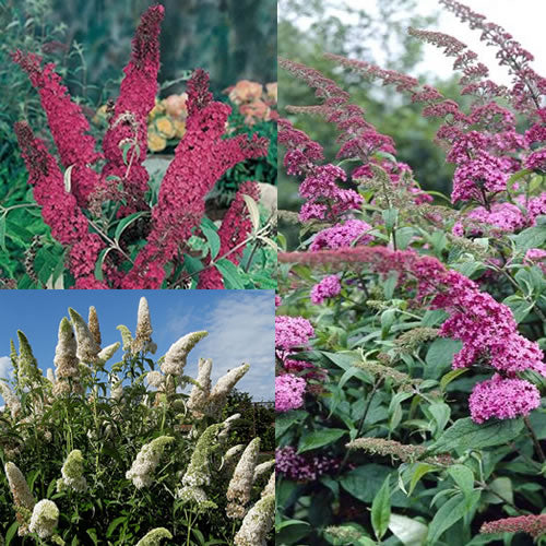 Buddleia davidii Mix