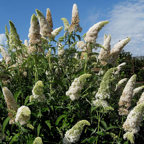 Buddleia 'White Profusion'