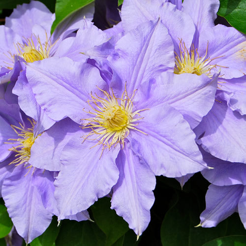 Clematis 'Blue'