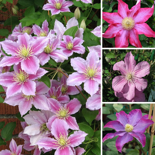 Clematis 'Pink'