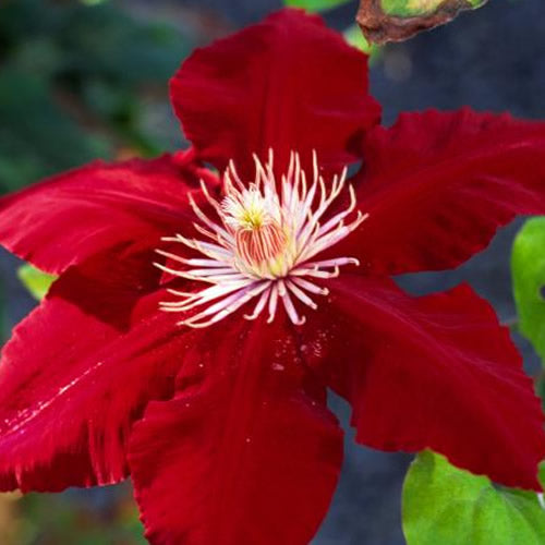 Clematis 'Dark Red'