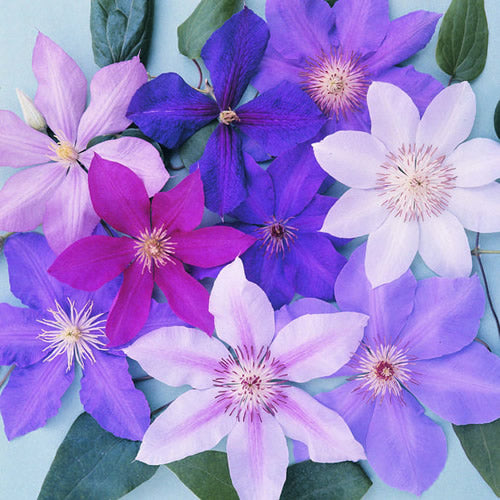 Clematis Mix