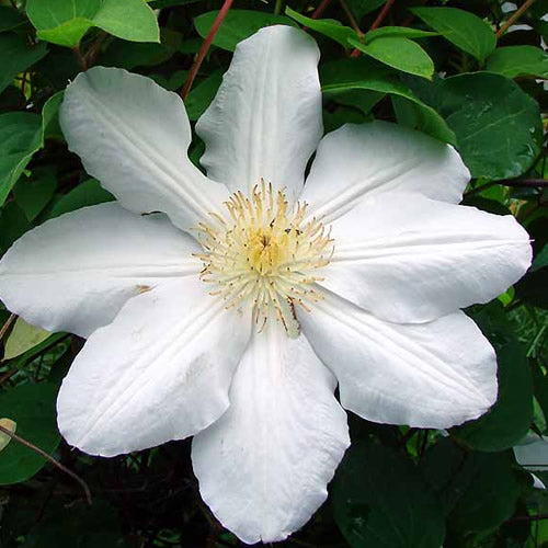 Clematis 'White'