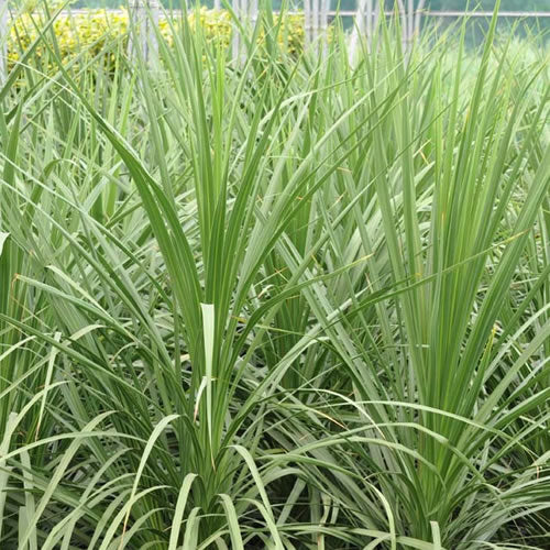 Cordyline australis