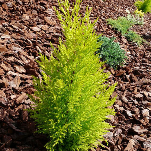 Cupressus 'Wilma'