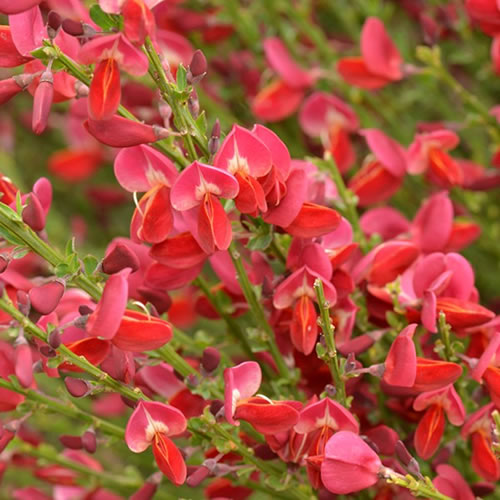 Cytisus 'Ruby'