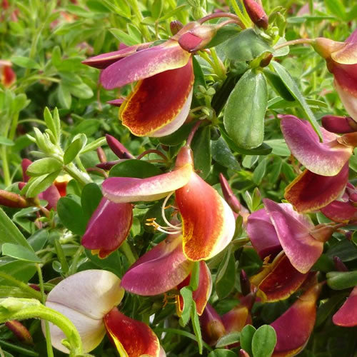 Cytisus 'Goldfinch'