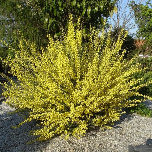 Cytisus 'Allgold'